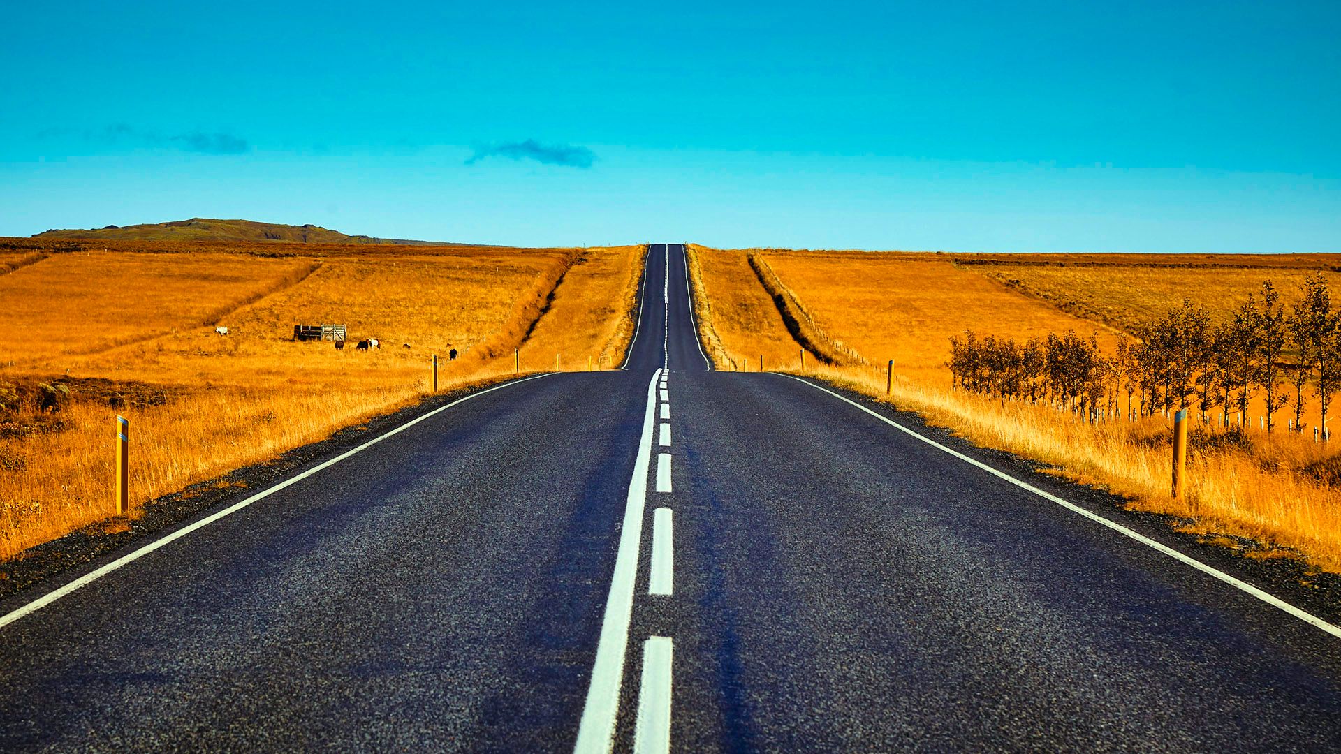 Landscape with blacktop road and painted lines.