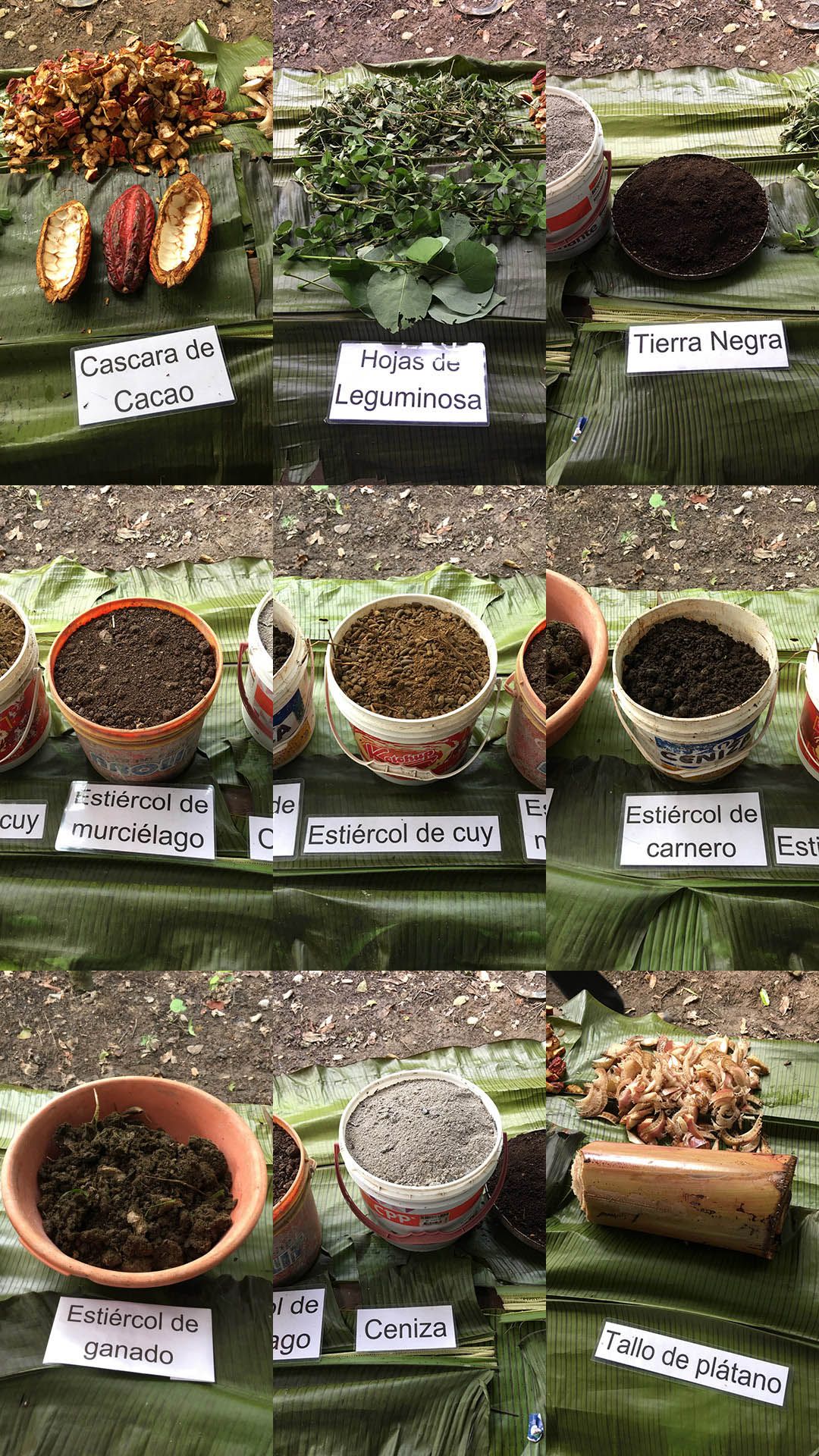 9 of the 10 components of the organic composted fertilizer used in the high-density, high-intensity, “lollipop” planting scheme at the Empresa Agroforestal y Ambiental Alborada in Tingo Maria, Peru. The 10th component is cacao juice.