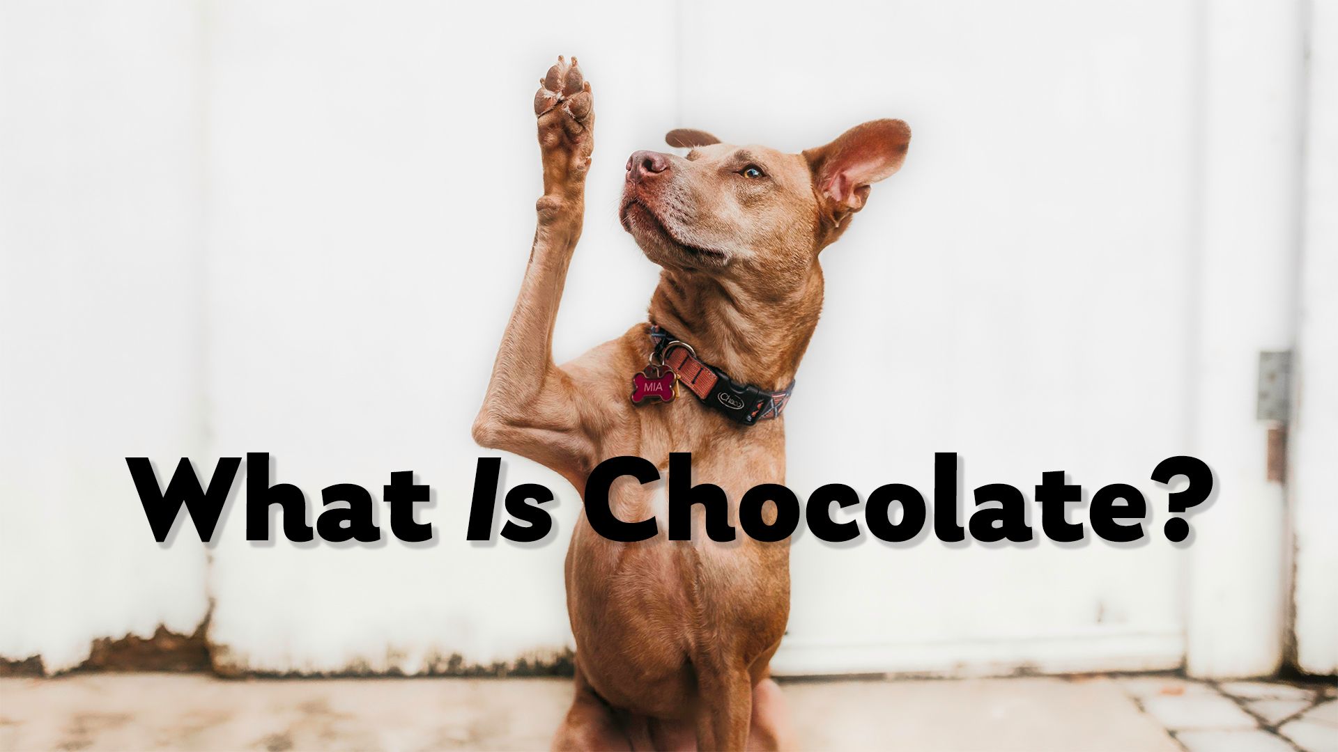 TheChocolateLife::LIVE – What is Chocolate?