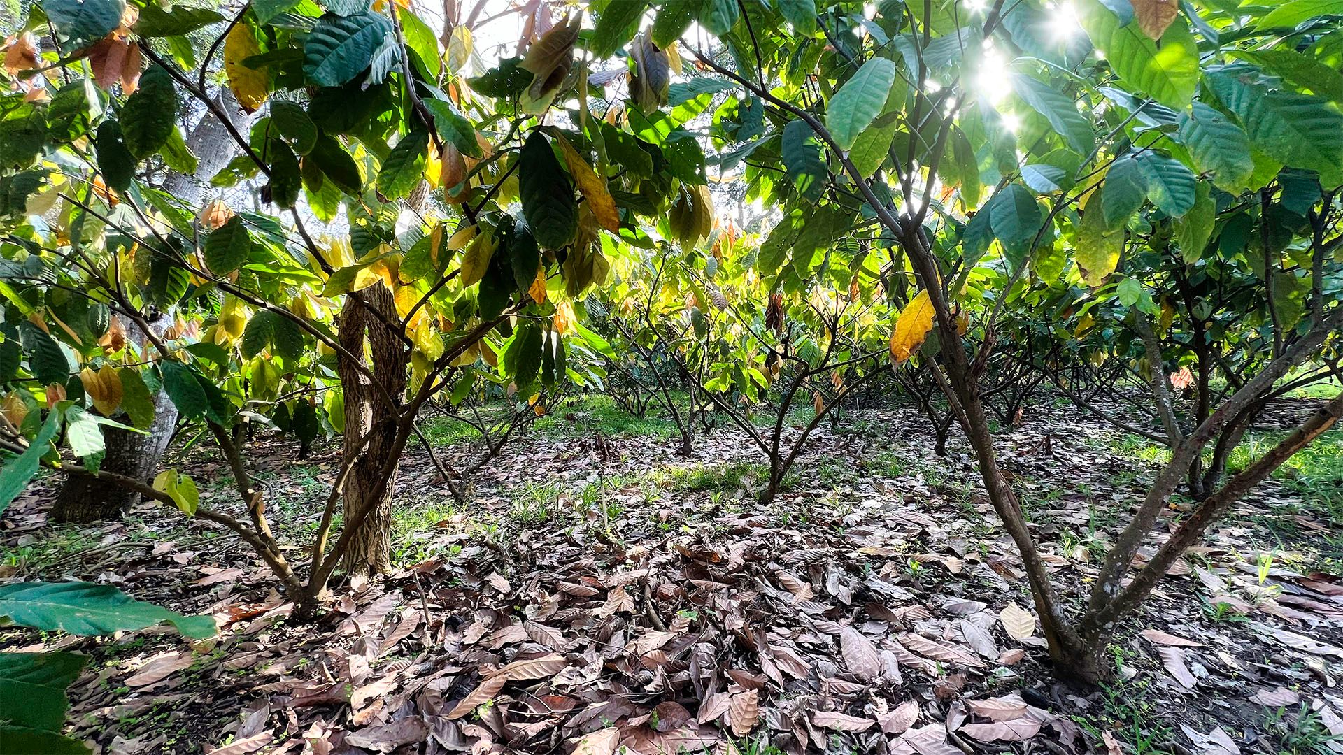 TheChocolateLifeLIVE: Understanding Ecuadorian Cacao with Leila Carvajal, Cocoa Supply
