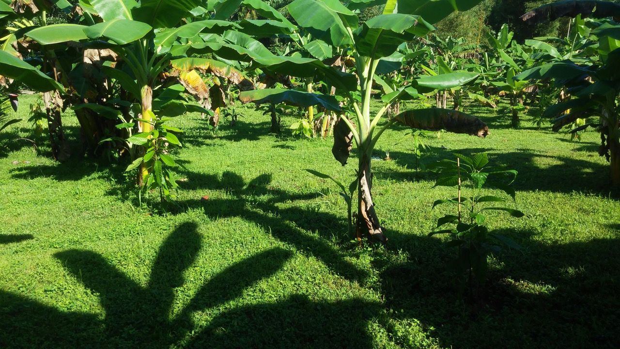 F/S – Cocoa Farm in Costa Rica