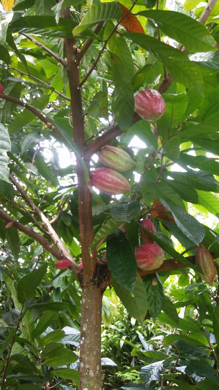 F/S – Cocoa Farm in Costa Rica