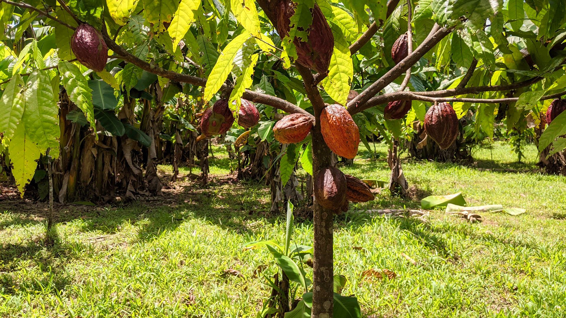 F/S – Cocoa Farm in Costa Rica