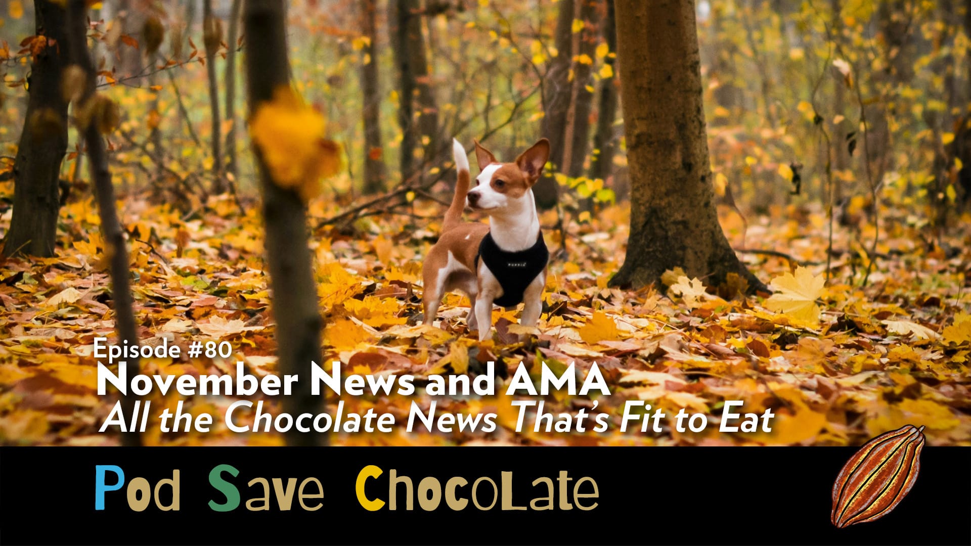 November News & AMA | #PodSaveChocolate Ep80