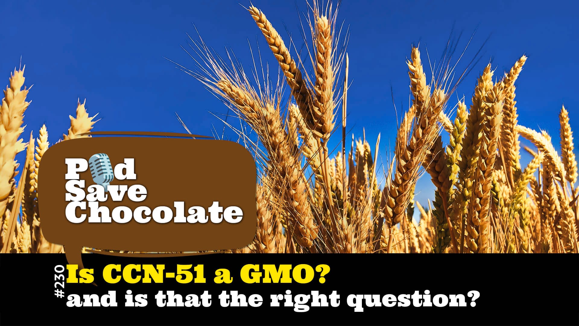 Is CCN-51 a #GMO? Wrong Question, Right Problem. | #PSC 230