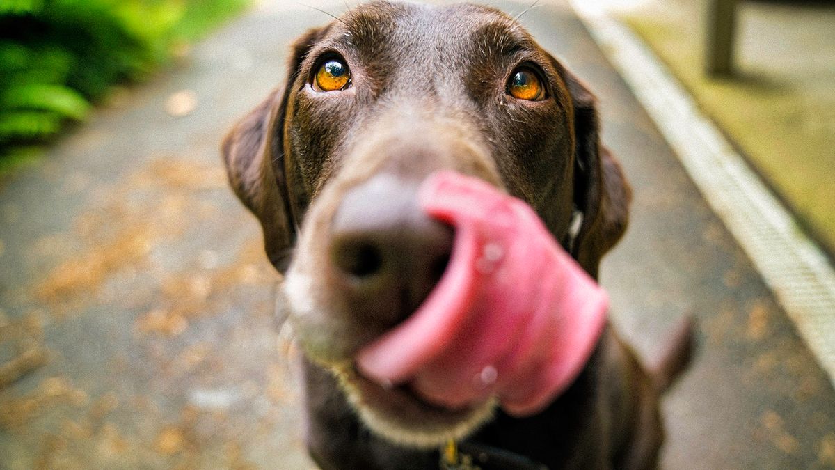 Dog ate cocoa on sale butter