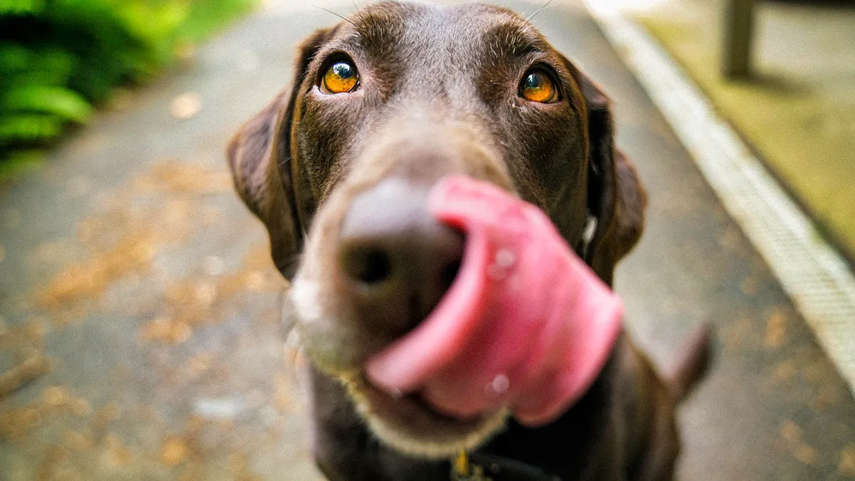 how much chocolate is dangerous for dog