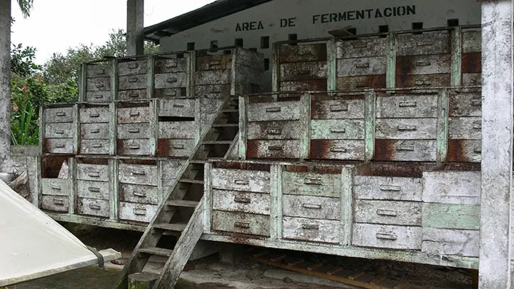 Can Cocoa Beans be TOO Fresh?