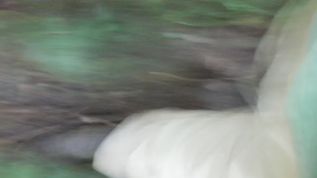 Rainforest Musings