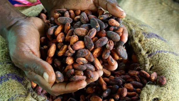 Paying the price of chocolate: Breaking cocoa farming's cycle of poverty