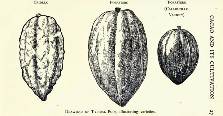 Reading List: Cocoa and Chocolate, Their History From Plantation to Consumer