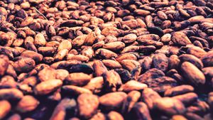 SOLD - beans 2018 harvest well stored