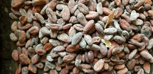 From Truffles to Sauternes to Chocolate