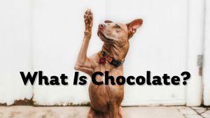 TheChocolateLife::LIVE – What is Chocolate?