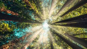 TheChocolateLifeLIVE – Communicating Sustainability, for Craft Chocolate Makers