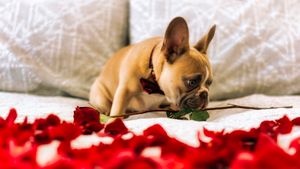 TheChocolateLifeLIVE – Valentine’s Day Retcon