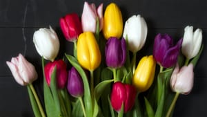 May 2024 Member Newsletter