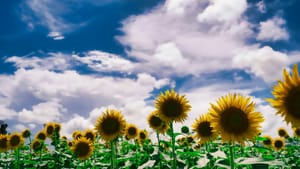 July 2025 Member Newsletter