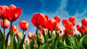 May 2026 Member Newsletter