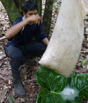 Chocolate began as beer-like brew 3,100 years ago