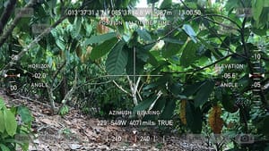 Where Fine Flavor Cocoa Grows