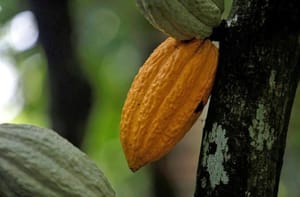 Sustainability in the News