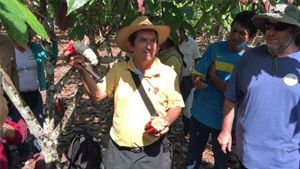 Two different ways to open cacao pods