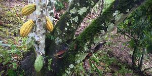 Deep Dive: Genetics of Ecuadorian Nacional