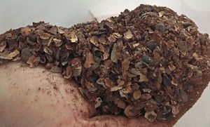 Cocoa Bean Shells: What can you do with them?