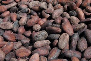 Climate Change could melt chocolate production