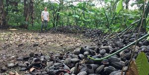Can Shade and Bat Guano Help Grow Earth-Friendly Cacao?
