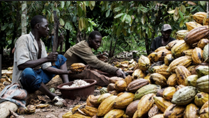 Producing Chocolate in Ivory Coast