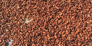 Raw Chocolate Thoughts — Revisited Redux