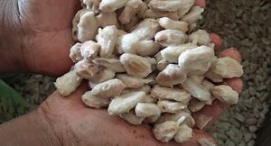 Cocoa's version of OPEC in West Africa