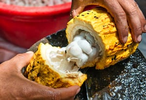 Sweet?: Chocolate Sweetened With Cacao Sugar