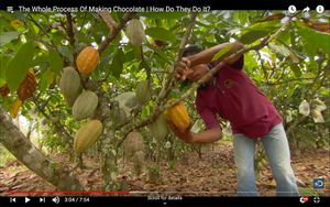 The Whole Process Of Making Chocolate | How Do They Do It?