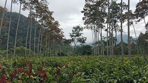 The Long Read: Has Chocolate Gone Bad?