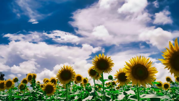 July 2025 Member Newsletter