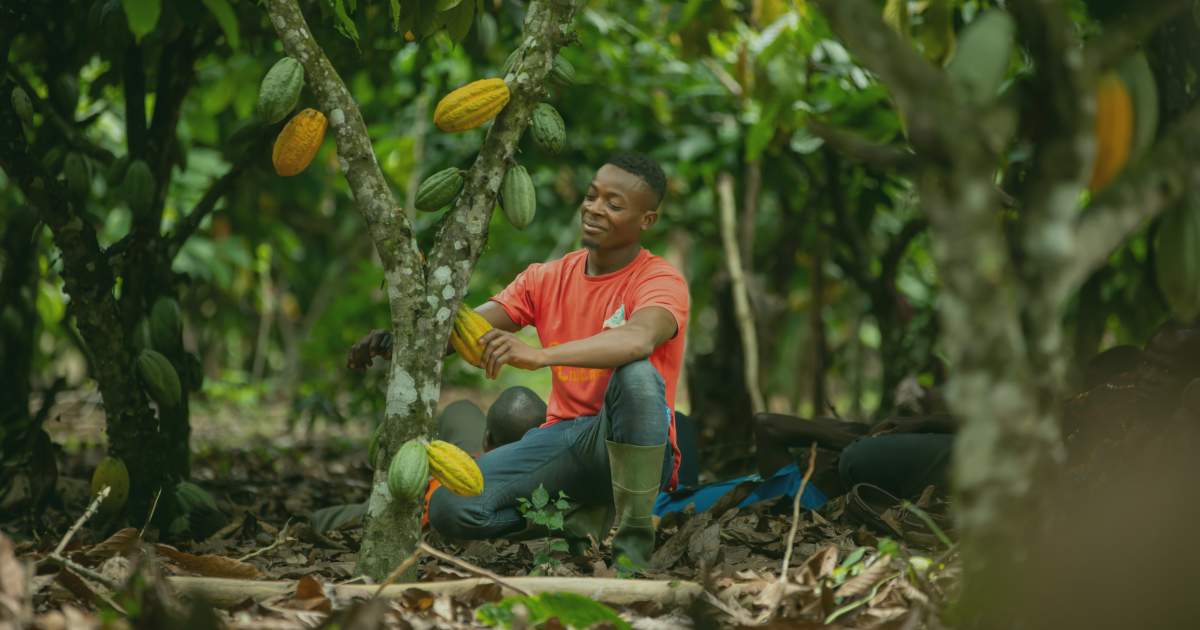 ARS 1000: The Future of Cocoa? | #PSC 160
