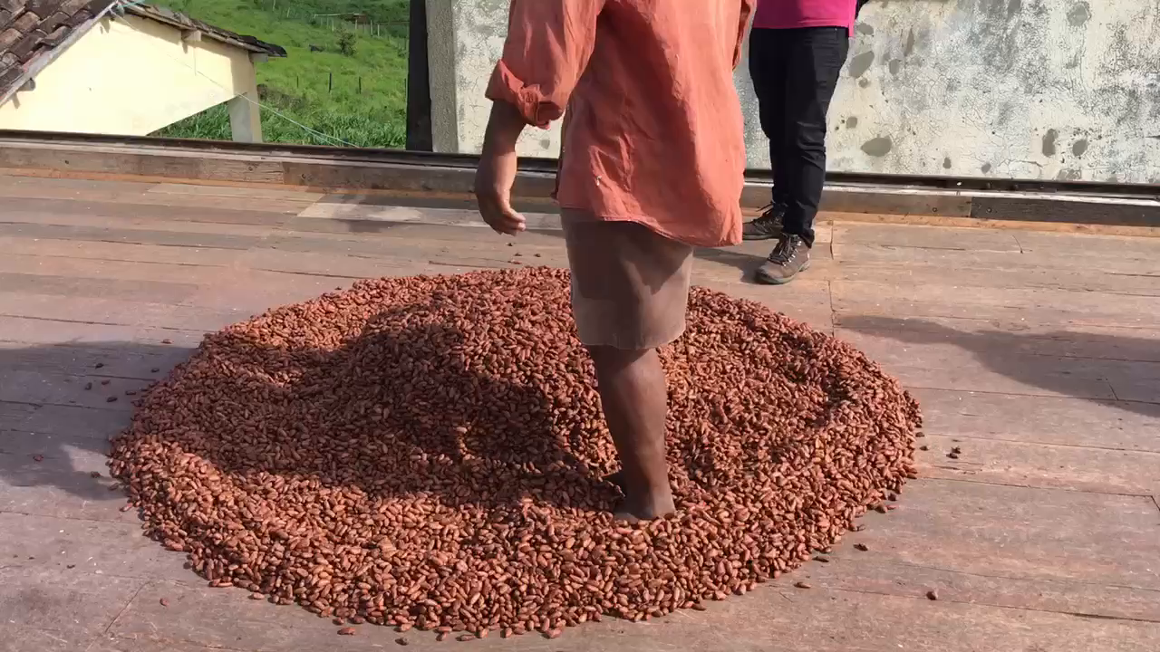 Cacao Dancer