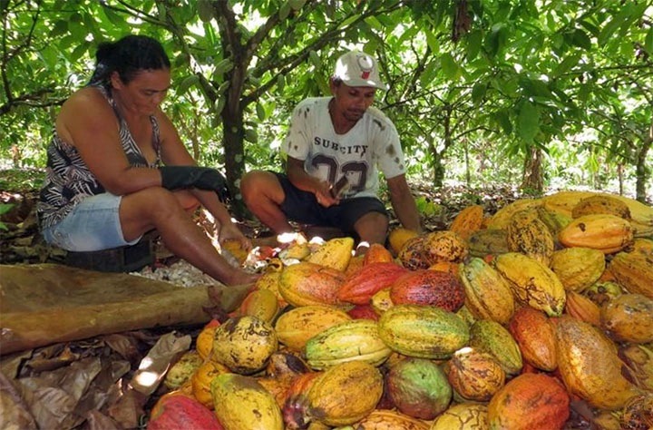 Chocolate forests: Can cocoa help restore the Amazon?