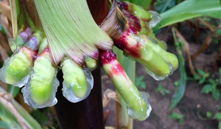 Corn Varieties That Can Make Their Own Fertilizer Found in Oaxaca, Mexico